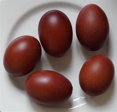 Black Copper Maran egg have a very thick, waterproof shell, making the hatching process a bit more complicated than other hatching eggs. . Black copper maran eggs price